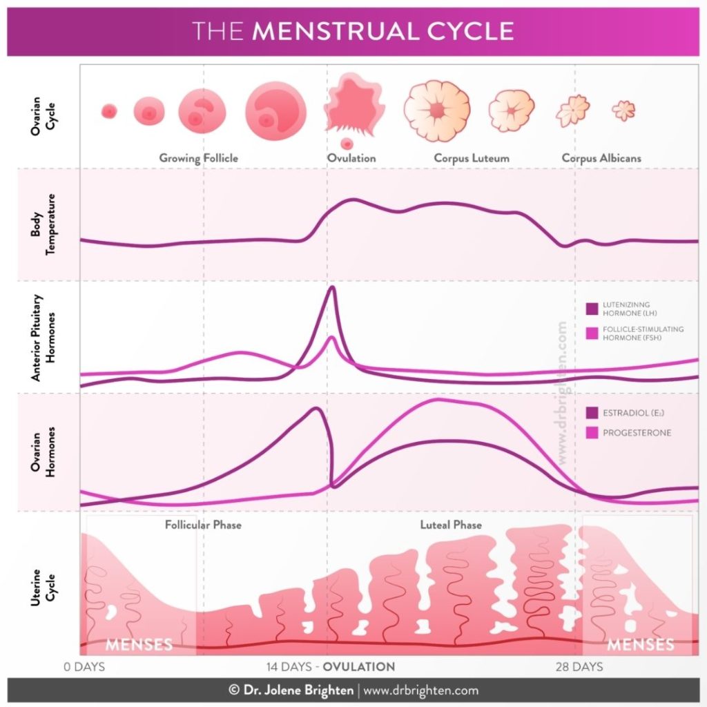 HOW TO CYCLE-SYNC TO BALANCE YOUR HORMONES: LUTEAL PHASE